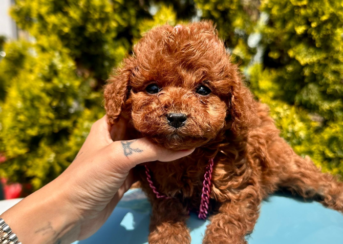 Red Brown poodle yavrular